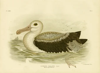 Pétrel Gris-Argenté, 1891